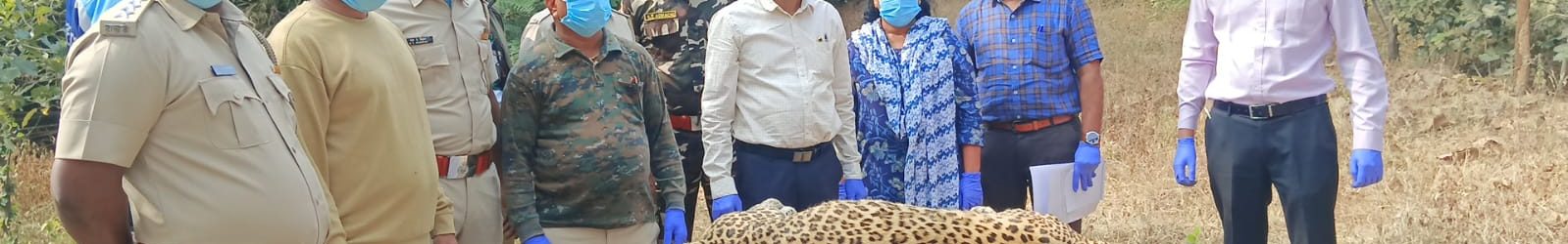 Postmortem of leopard conducted at Ramtek Tahsil, Nagpur