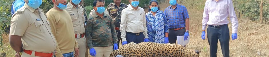 Postmortem of leopard conducted at Ramtek Tahsil, Nagpur