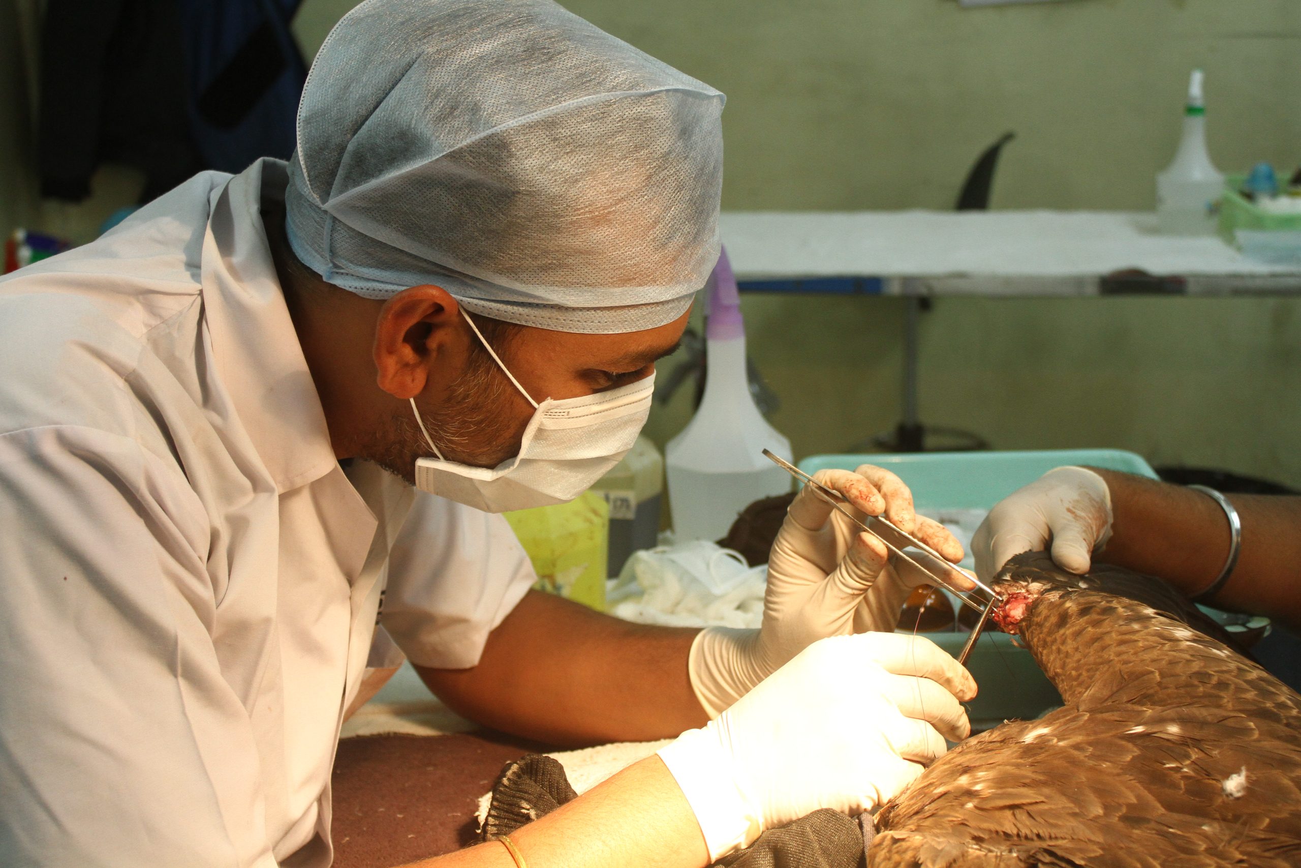 Providing veterinary expertise to injured wildlife