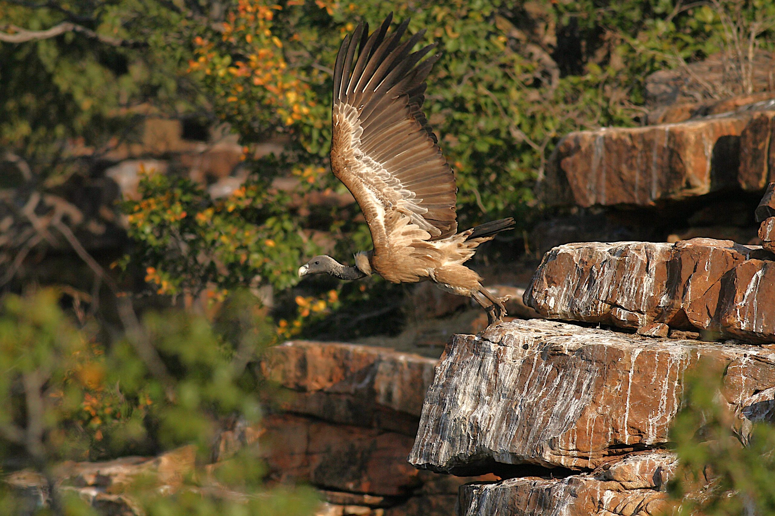 Conserving the critically endangered species of India